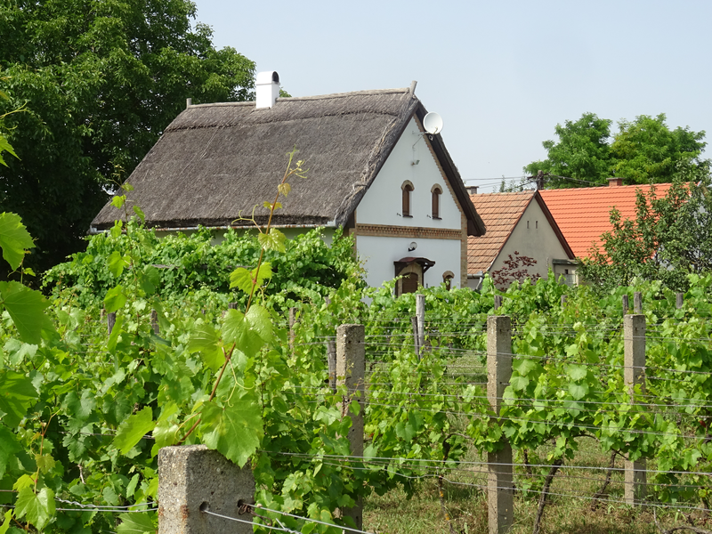 Ein strohgedecktes Haus befindet sich hinter einem üppigen Weinberg, umgeben von grünen Bäumen.