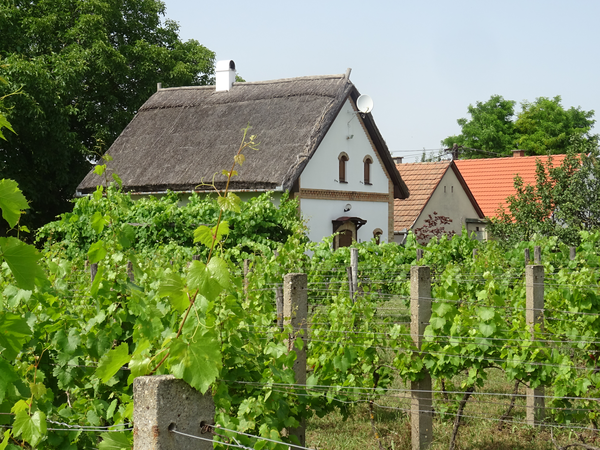 Ein strohgedecktes Haus befindet sich hinter einem üppigen Weinberg, umgeben von grünen Bäumen.