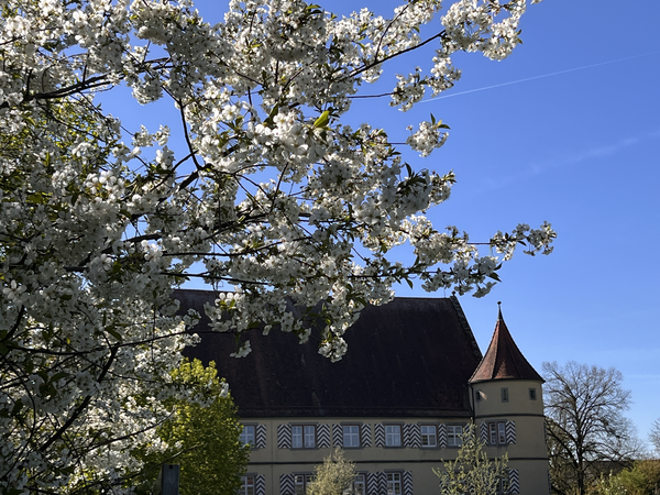 Ein blühender Kirschbaum steht vor einem historischen Gebäude mit Turm und gemusterten Fensterläden unter einem klaren blauen Himmel.