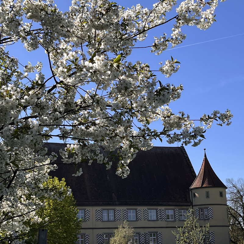 Ein blühender Baum mit weißen Blüten steht vor dem Schloss mit blauem Himmel im Hintergrund.